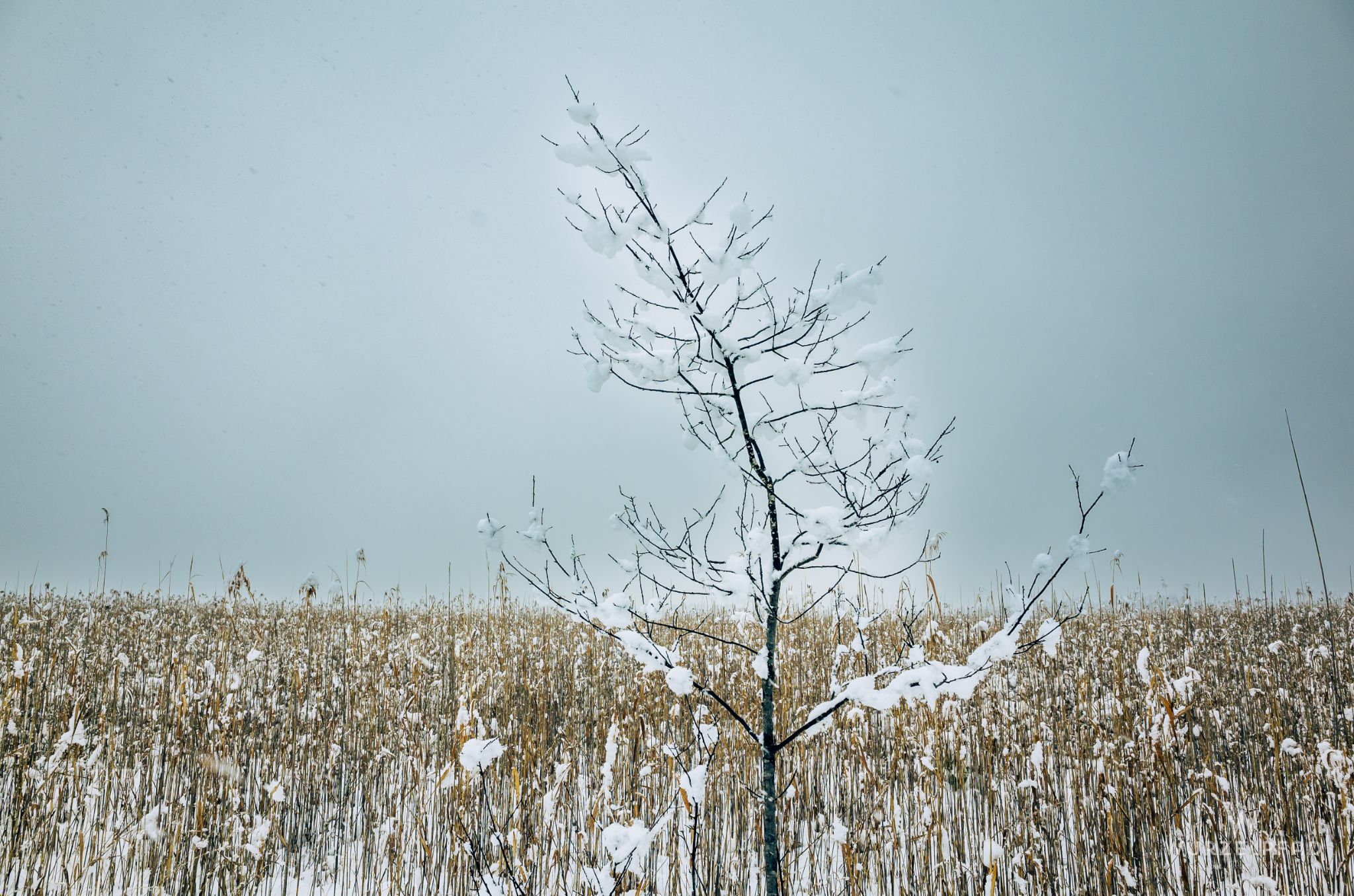 Verlorenes Bäumchen
